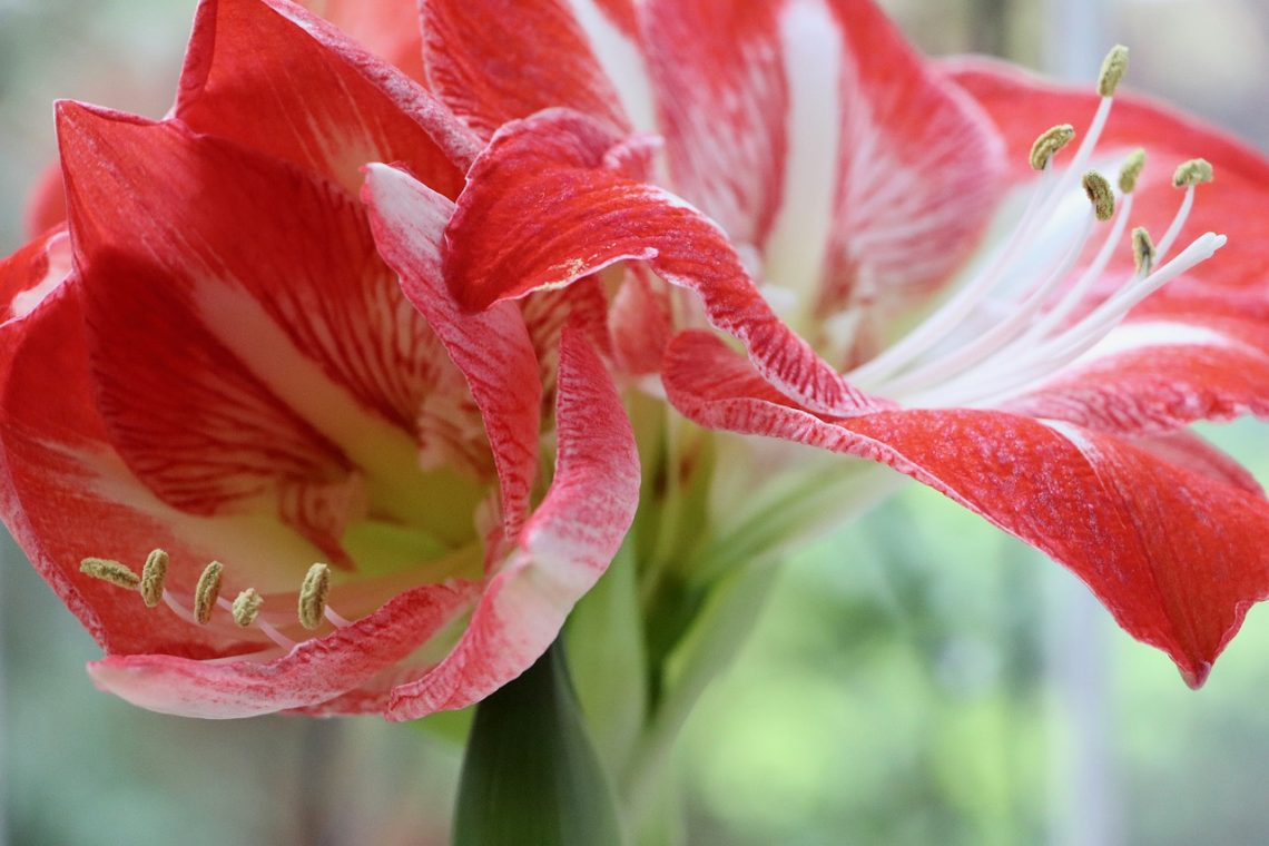 amaryllis jardinage