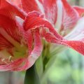 amaryllis jardinage