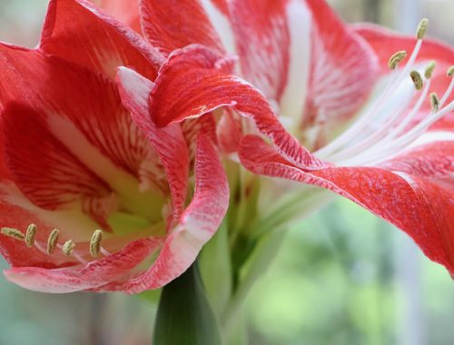 amaryllis jardinage