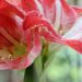 amaryllis jardinage